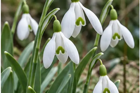 雪花莲