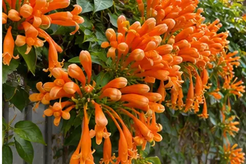 炮仗花