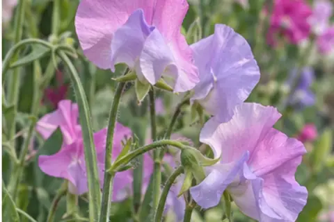 香豌豆