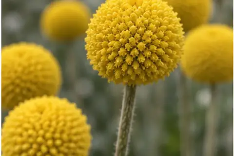 黄金球