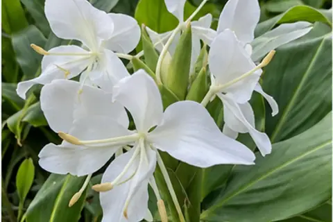 姜花