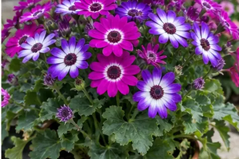 瓜叶菊 (Cineraria)