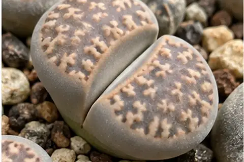生石花