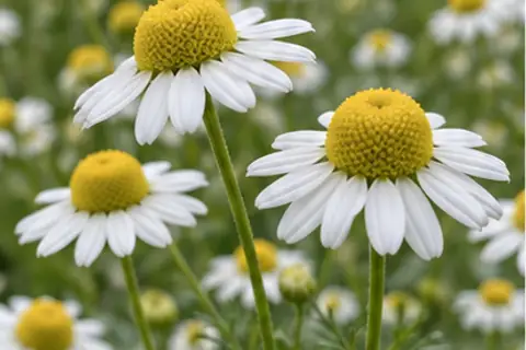 洋甘菊
