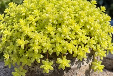 黄金万年草