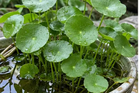 铜钱草