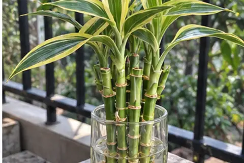 金边富贵竹