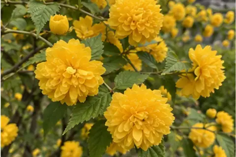 重瓣棣棠花