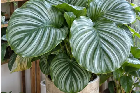 苹果竹芋