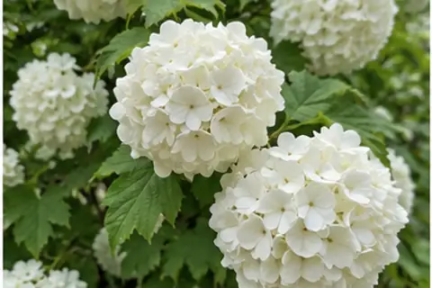 木绣球