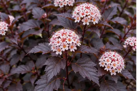 紫叶风箱果