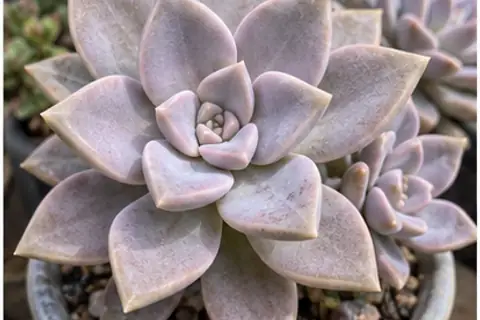胧月