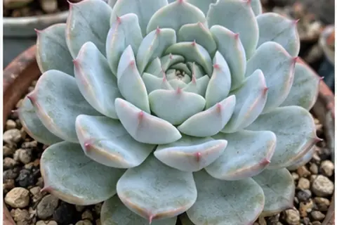 石莲花