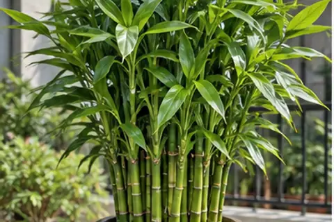 观音竹