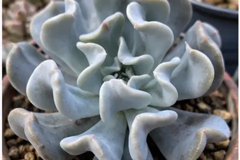 玉露牡丹/特玉莲