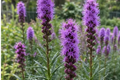 蛇鞭菊