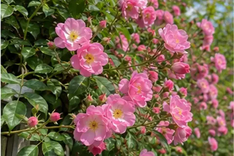 蔷薇