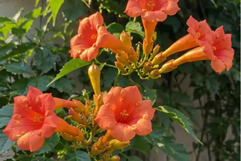 凌霄花