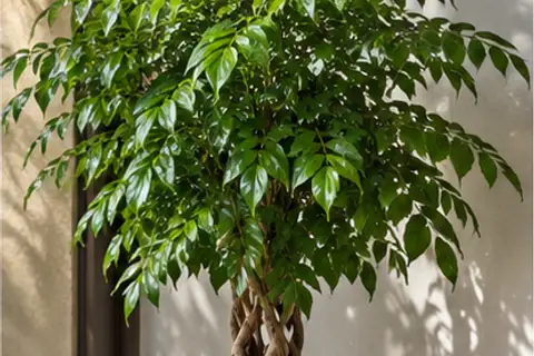 幸福树