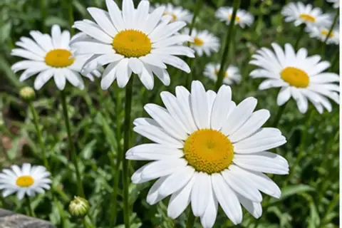 大滨菊