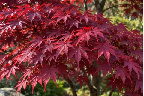 红枫