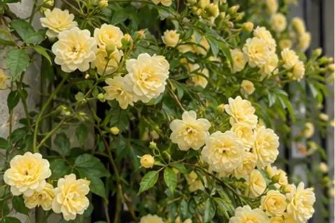 木香花