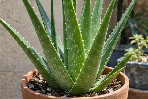 芦荟