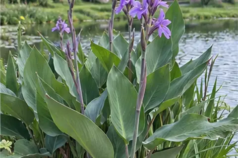 再力花