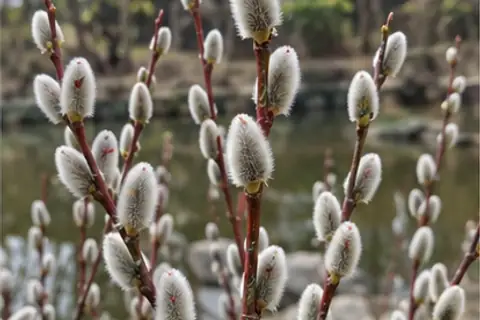 银芽柳