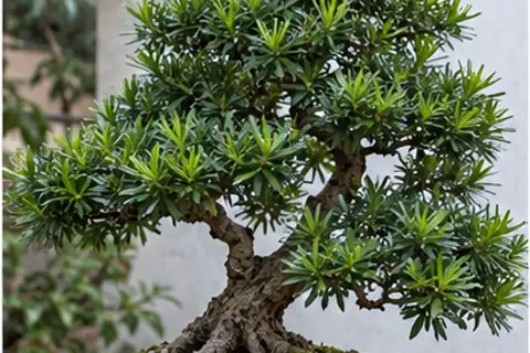 罗汉松