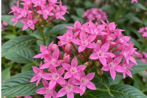 繁星花