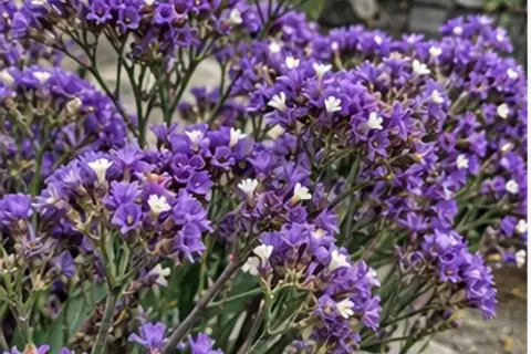 情人草/补血草